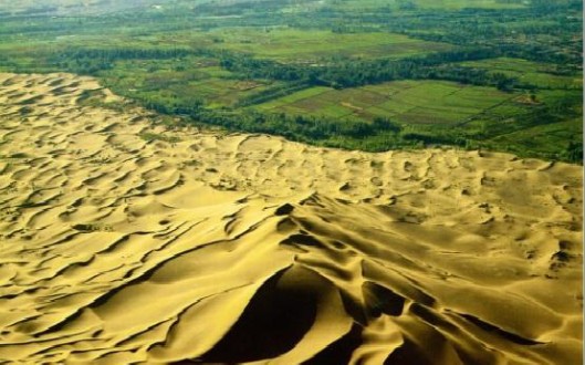 敦煌防护林被砍伐烧毁,生态平衡破灭,国人何时能清醒,怎能不心痛!