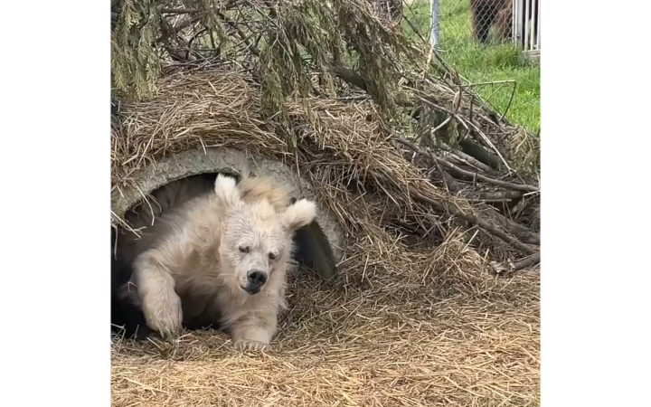 冬眠刚睡醒乱糟糟的小熊