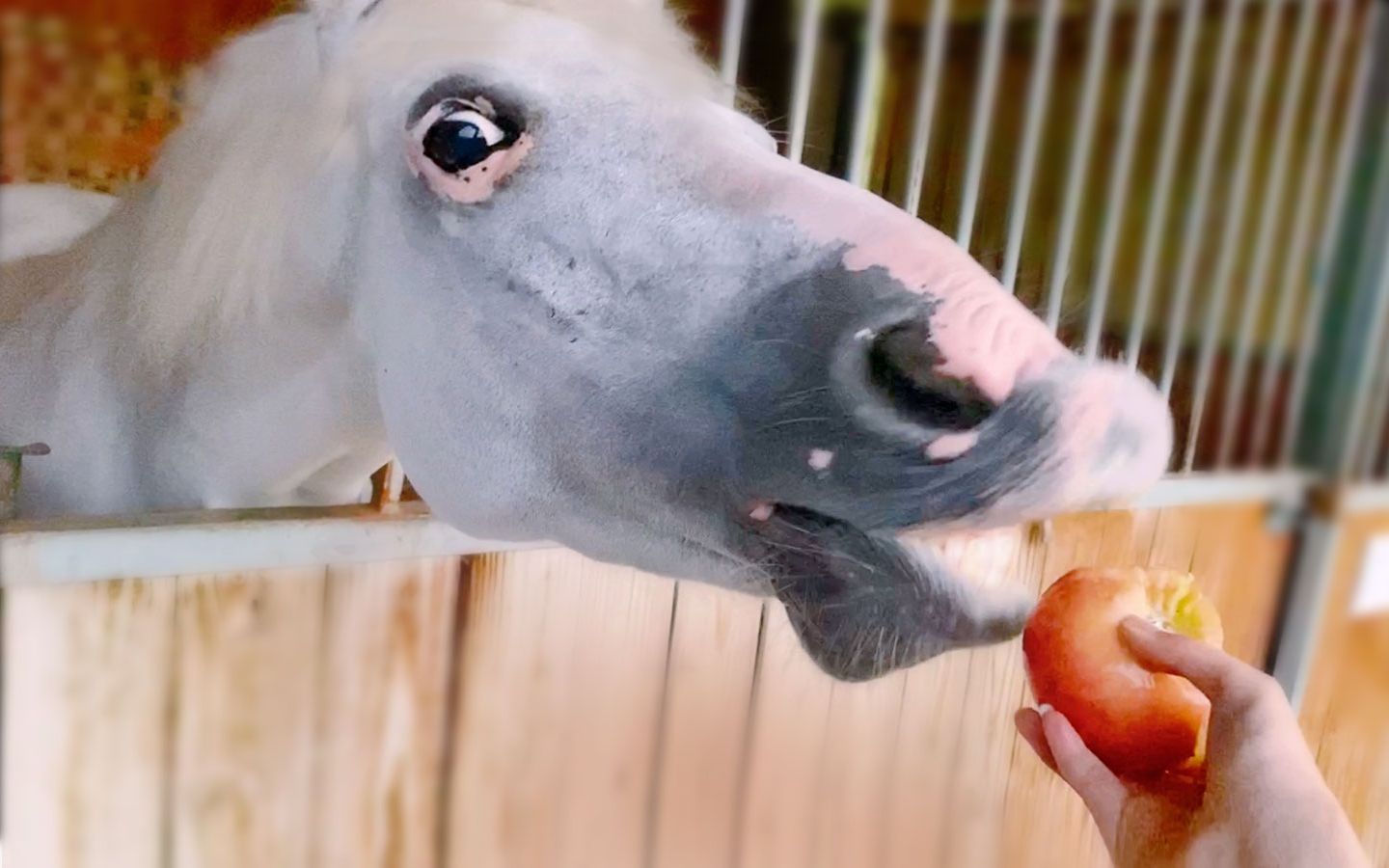 高冷白马连吃苹果都是小口小口的晚上突袭查寝居然没有一个马在睡觉