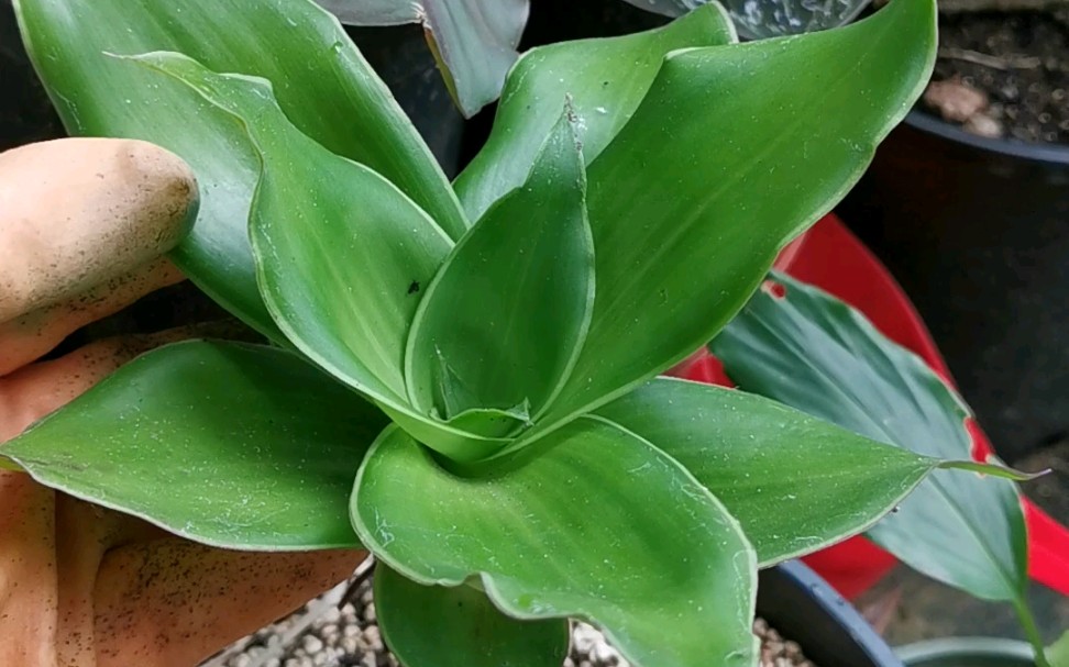 锦竹草的功效(锦竹草的功效与作用 - 中药材中的瑰宝) - 学堂在线健康