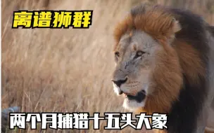 Download Video: 雌狮跳到大象背上，离谱狮群两个月成功捕猎十五头大象，堪称巨兽杀手