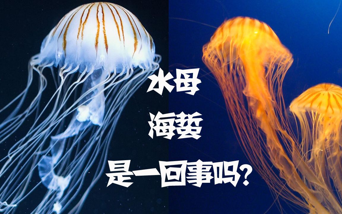 活动作品海蜇和水母是一回事吗