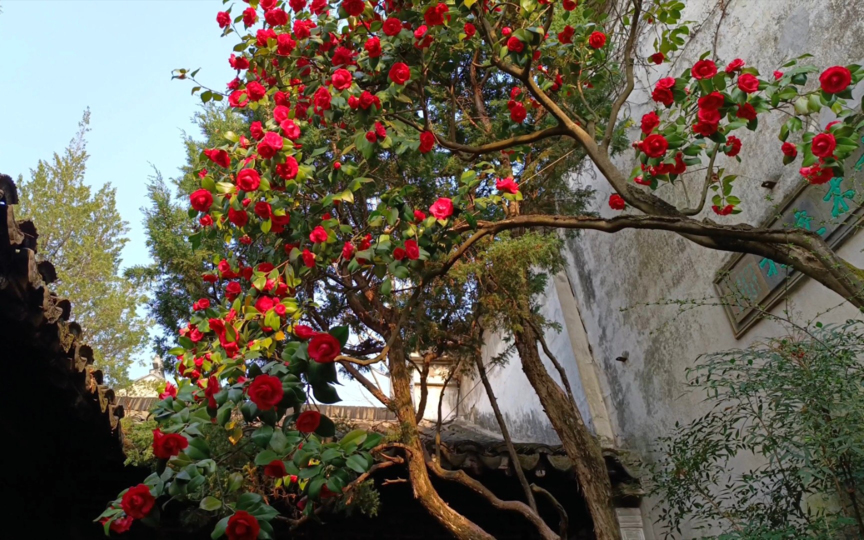 [图]苏州园林留园的山茶花瀑布~