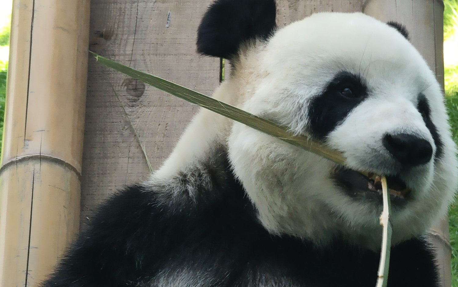 熊猫飞云好吃的小竹几快到我得肚纸里
