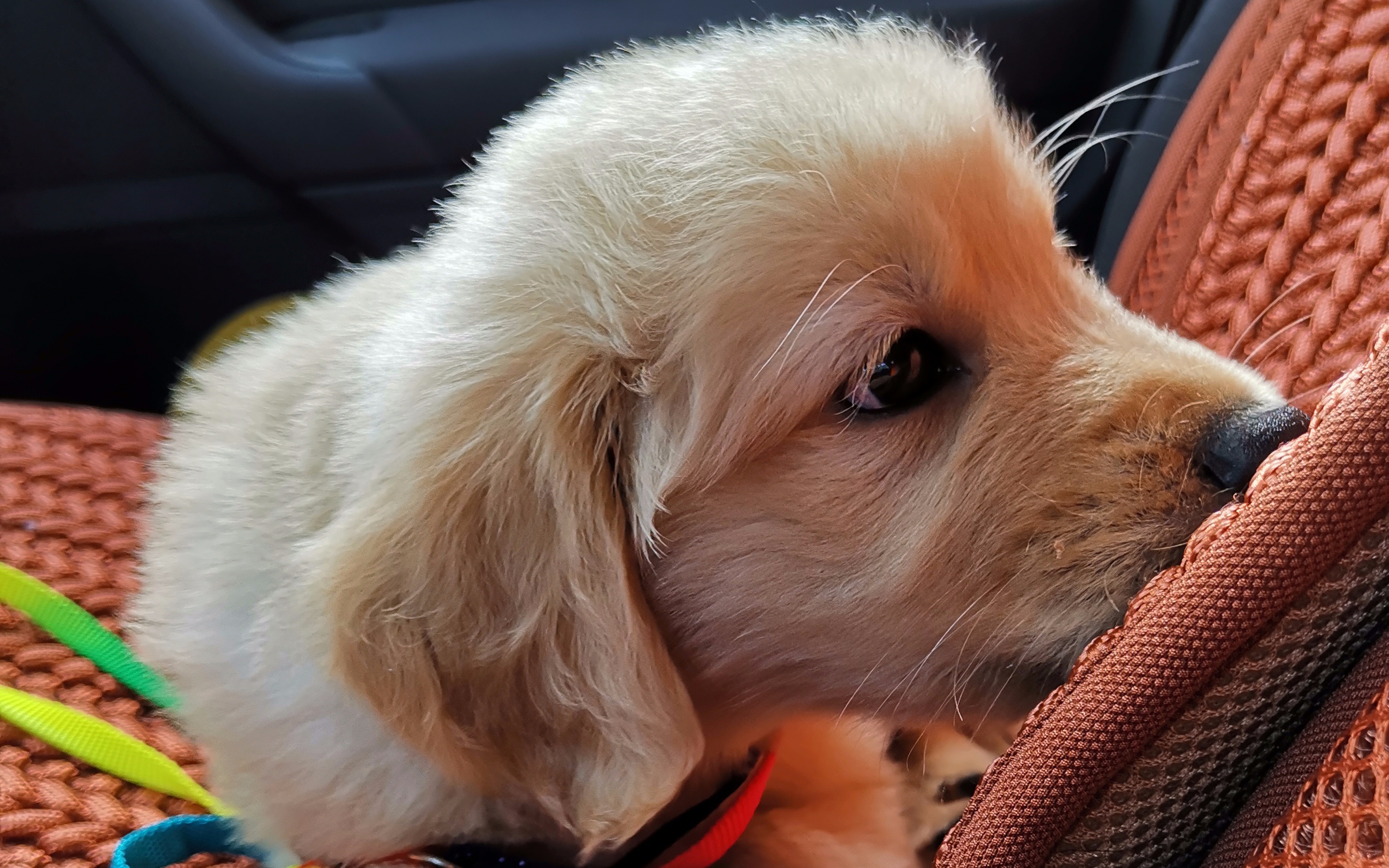 【美系小金毛】50天的小金毛离开妈妈不哭不闹,特别乖巧,就知道睡觉!