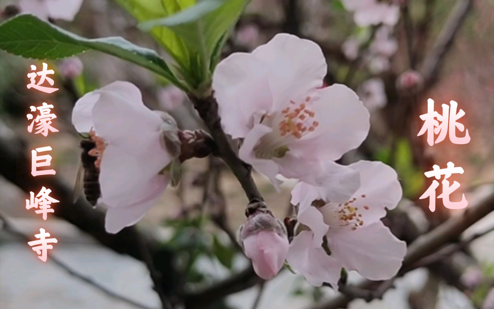 元宵节 巨峰寺桃花哔哩哔哩bilibili