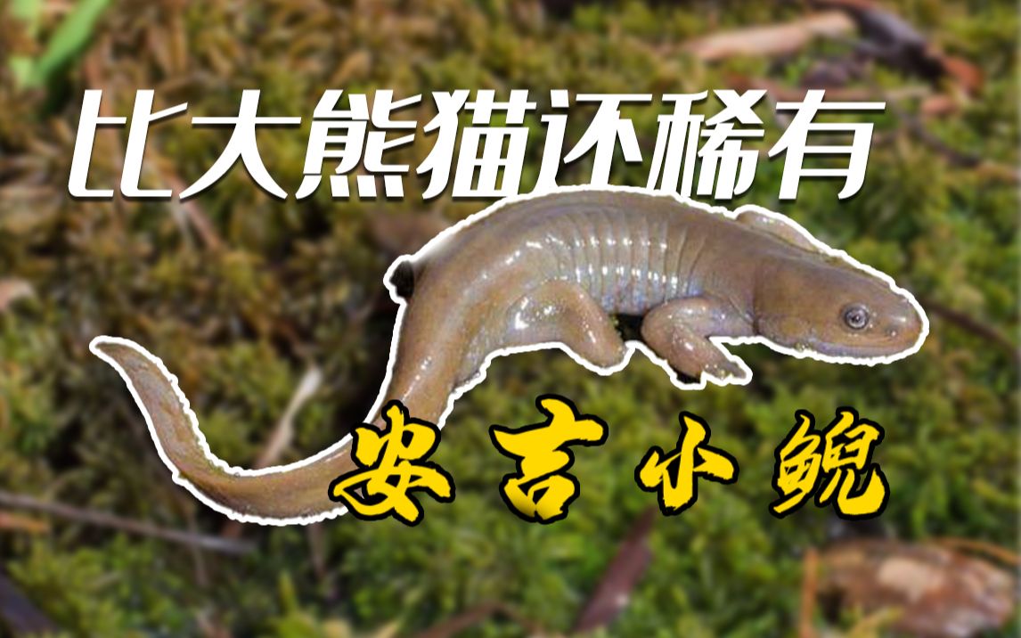 你好,生物④| “活化石”安吉小鲵哔哩哔哩bilibili