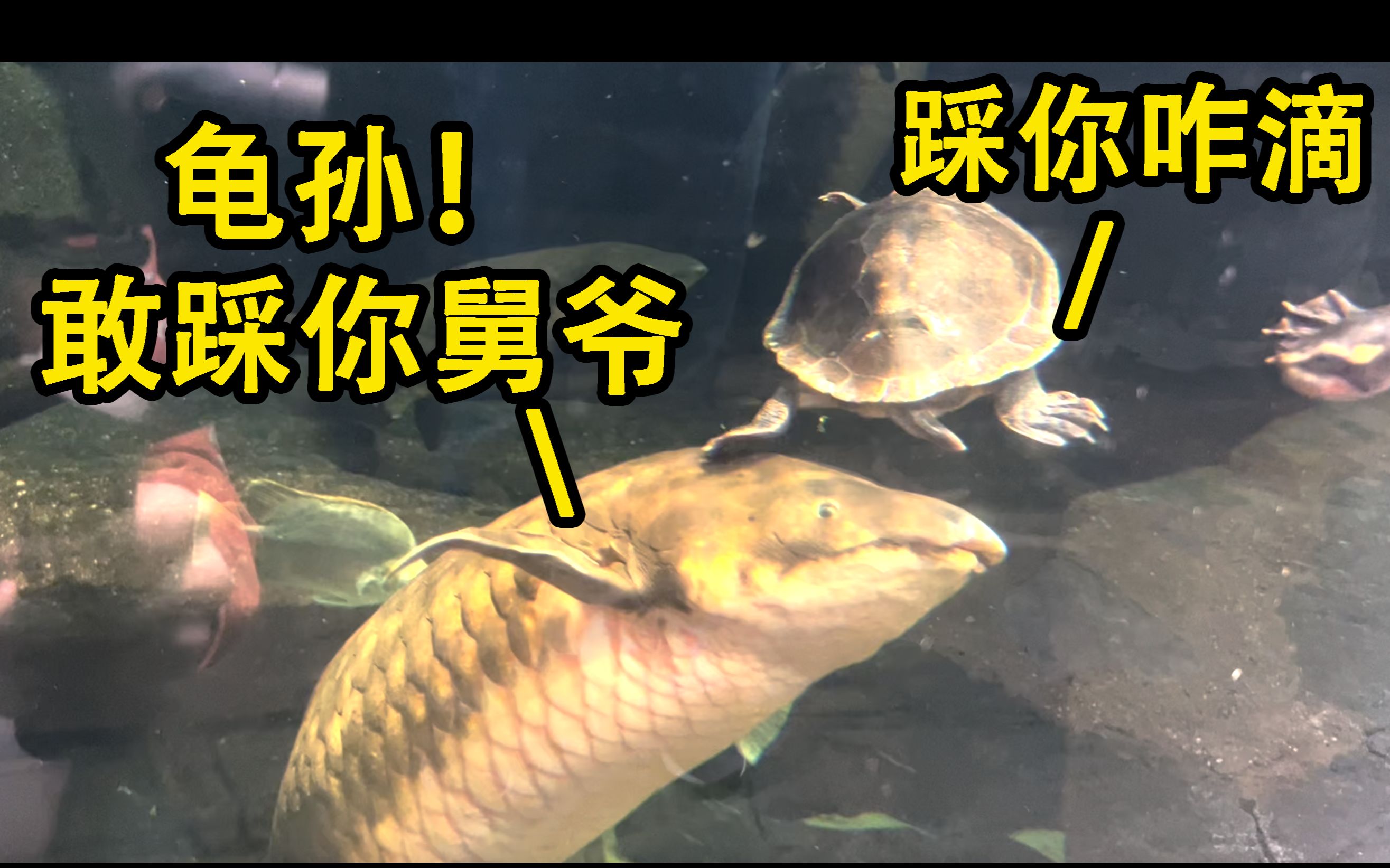 [图]美国国家水族馆有多喜欢弯弯绕？