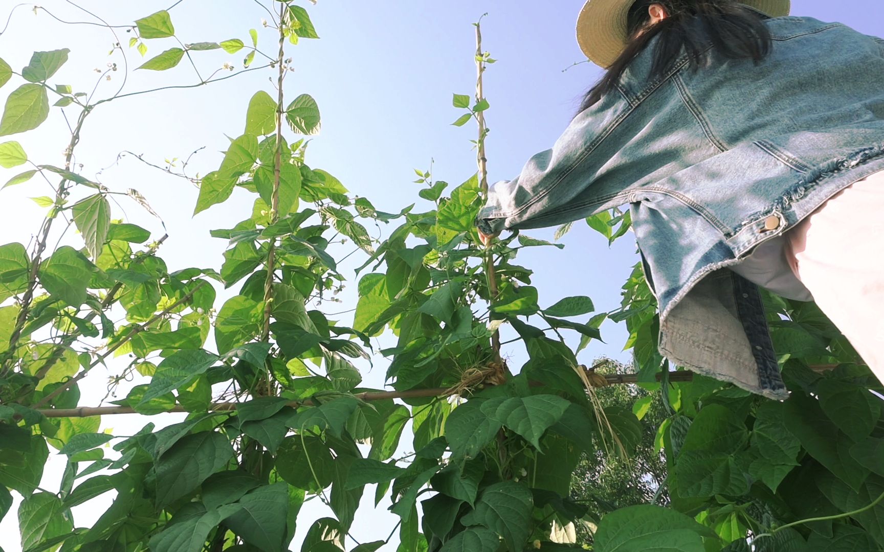 [图]惬意乡村/“这普通的日子啊~夏天开始了”