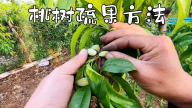 前川桃子-哔哩哔哩_Bilibili