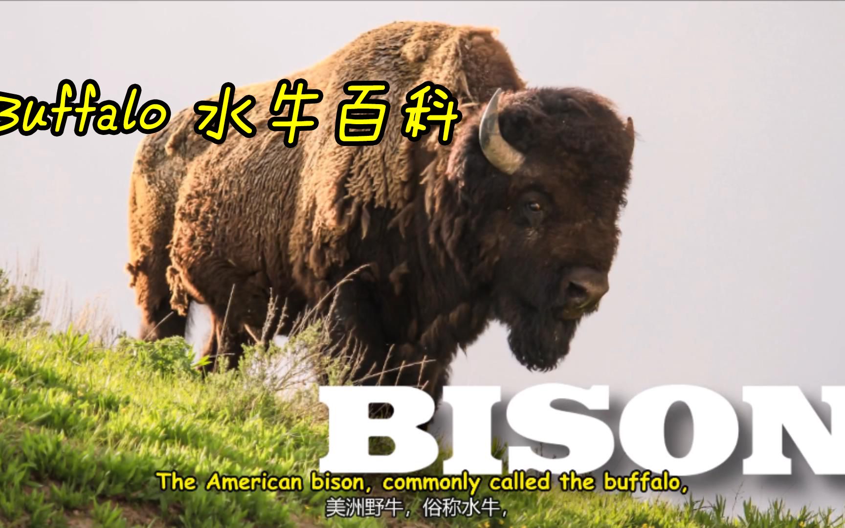 小朋友喜欢的动物百科 双语科普 水牛 Buffalo哔哩哔哩bilibili