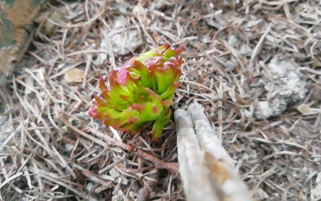 记录芍药生长—发芽开花哔哩哔哩bilibili