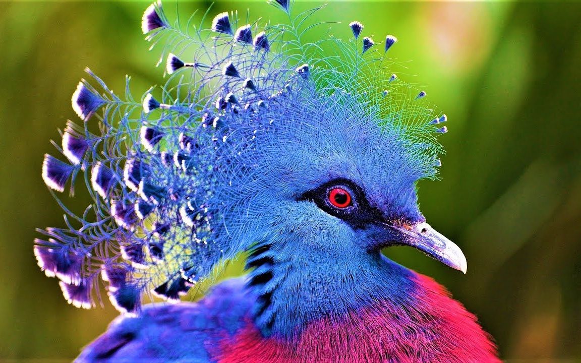 [图]地球上10种最美丽的鸟2    10 Most Beautiful Birds on Planet Earth 2