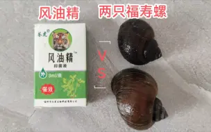 Tải video: 把风油精滴给一只福寿螺，另外一只泡在滴有风油精的水里，两只互为对照组放上24小时，会发生什么事？