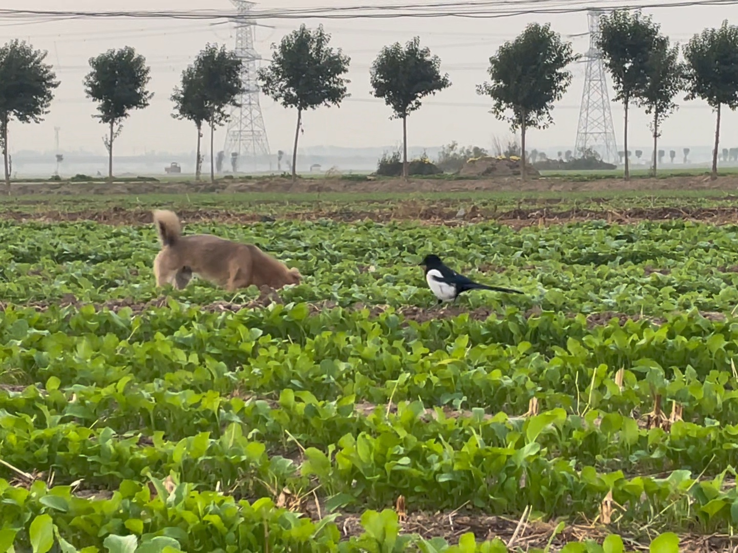 麻雀与猎狗图片