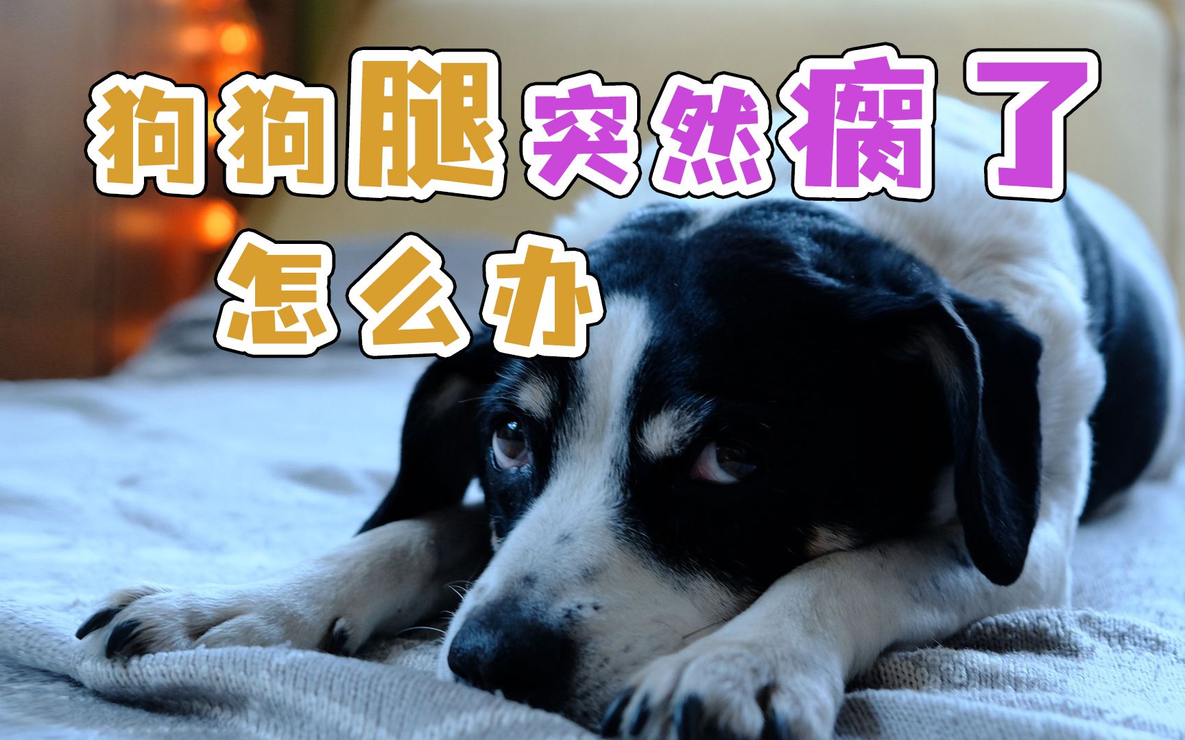 狗狗腿突然瘸了怎么办