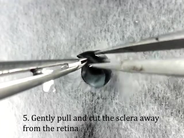 【眼科动物实验视网膜铺片】Eyeball dissection (retinal flatmount preparation)哔哩哔哩bilibili