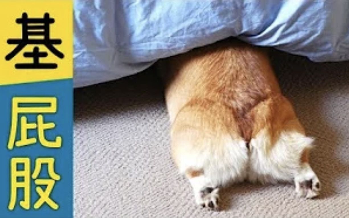 主人三天没回家,柯基躲在床下露出「超大屁股」 网