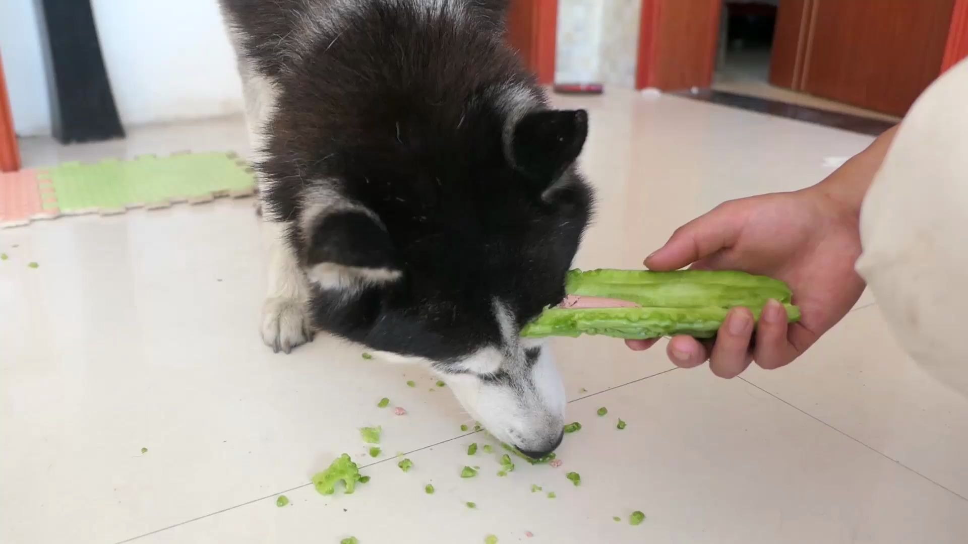 主人诱惑狗狗吃苦瓜,哈士奇和田园犬纷纷中招,太搞笑了