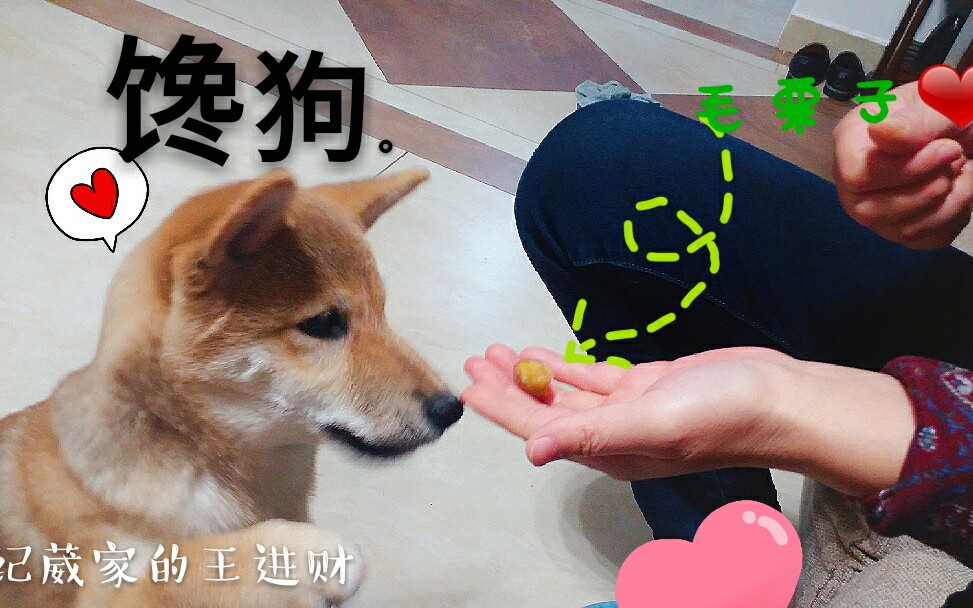 【纪葳家的王进财】阿柴满满是期待的小眼神～‖今天麻麻给剥了毛栗子