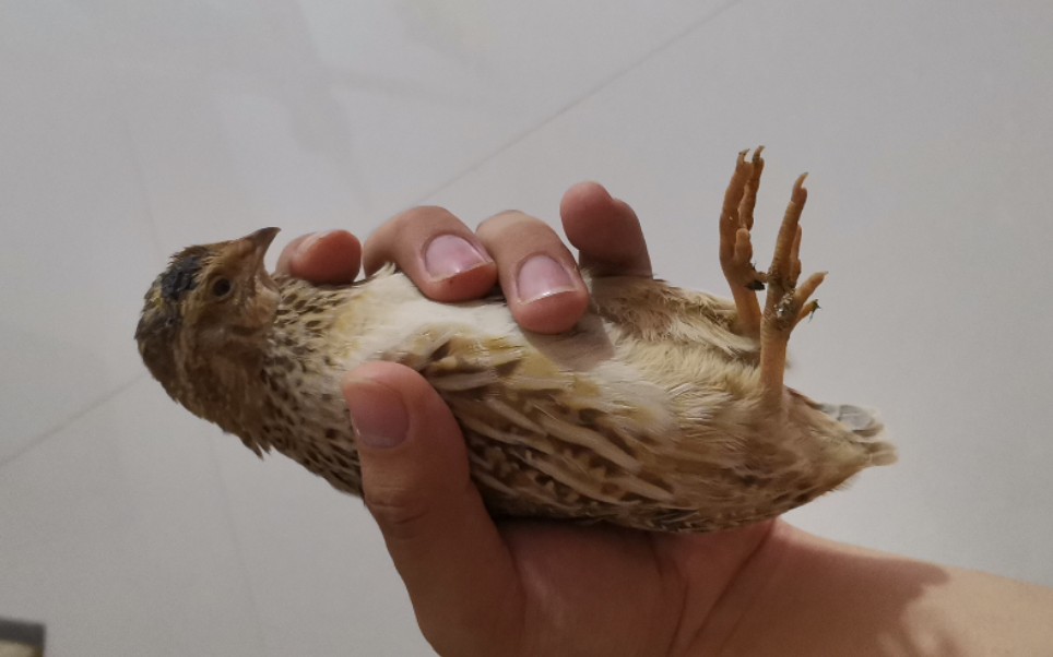 让你们听听小鹌鹑的叫声_哔哩哔哩_bilibili