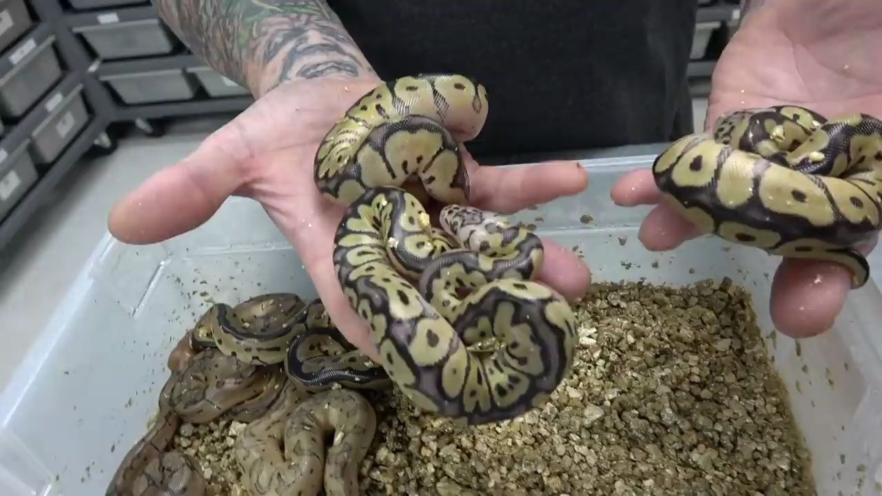 球蟒-update on clown het enhancer ball python babies !