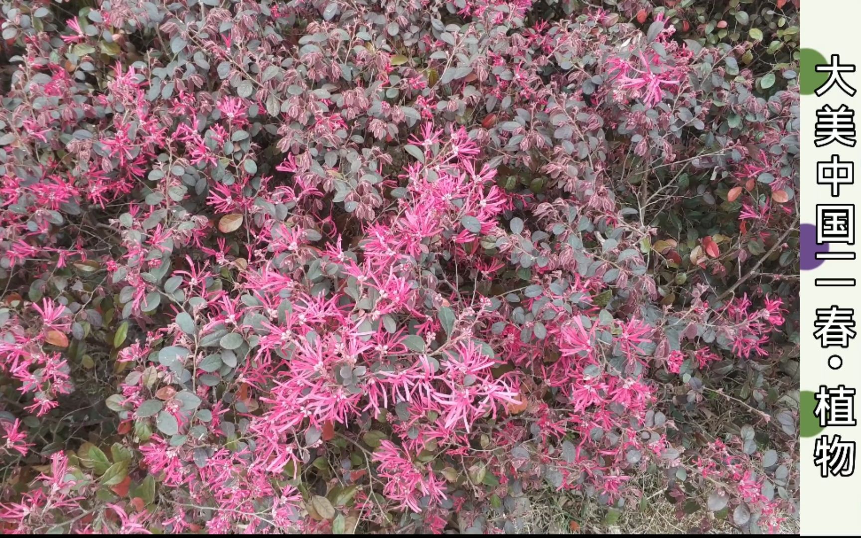 [图]【4K】大美中国——春•植物