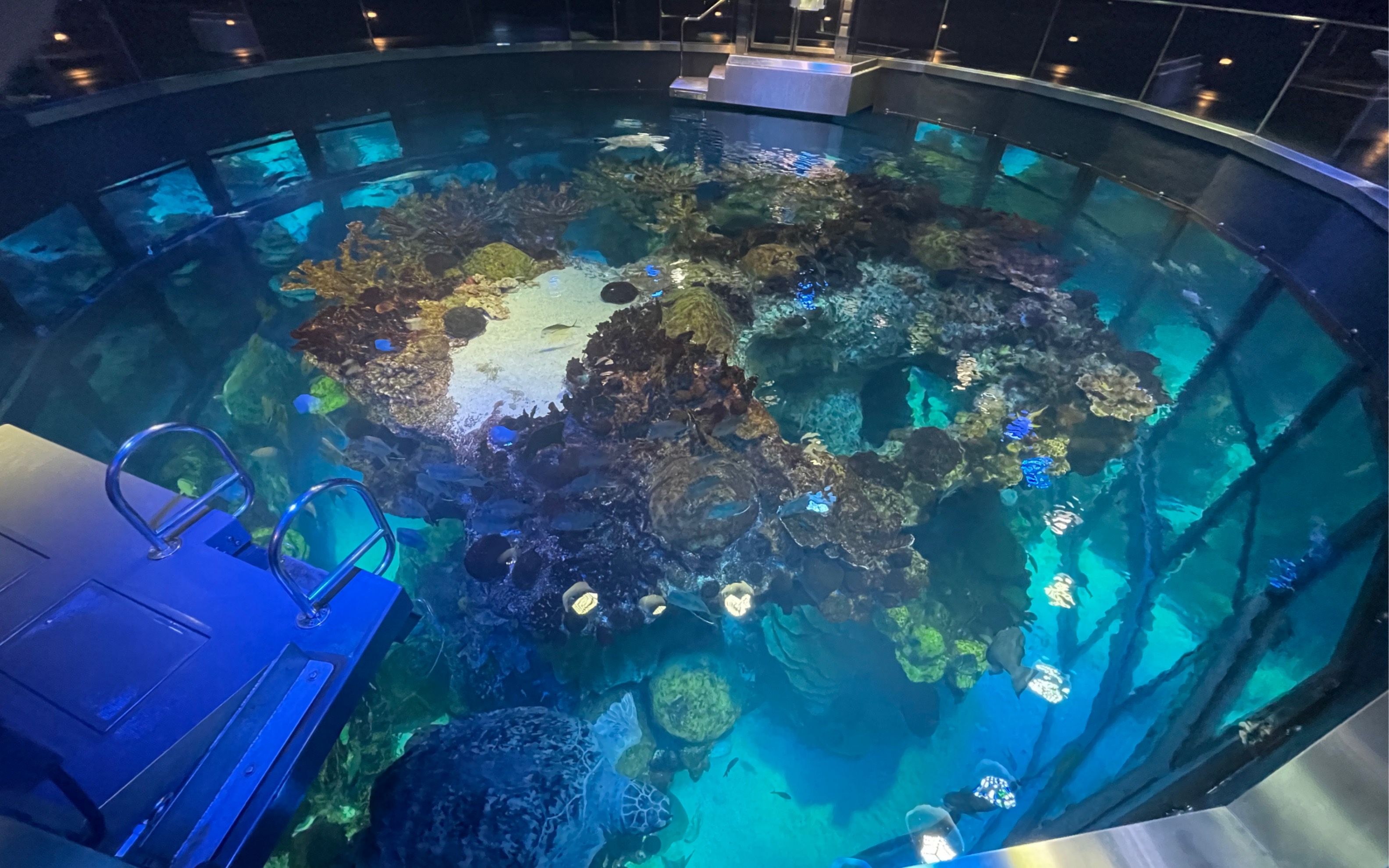 波士顿新英格兰水族馆巨型展示缸俯视