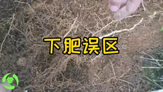 Video herunterladen: 柑橘施肥这样很容易烧根，你会正确施肥吗