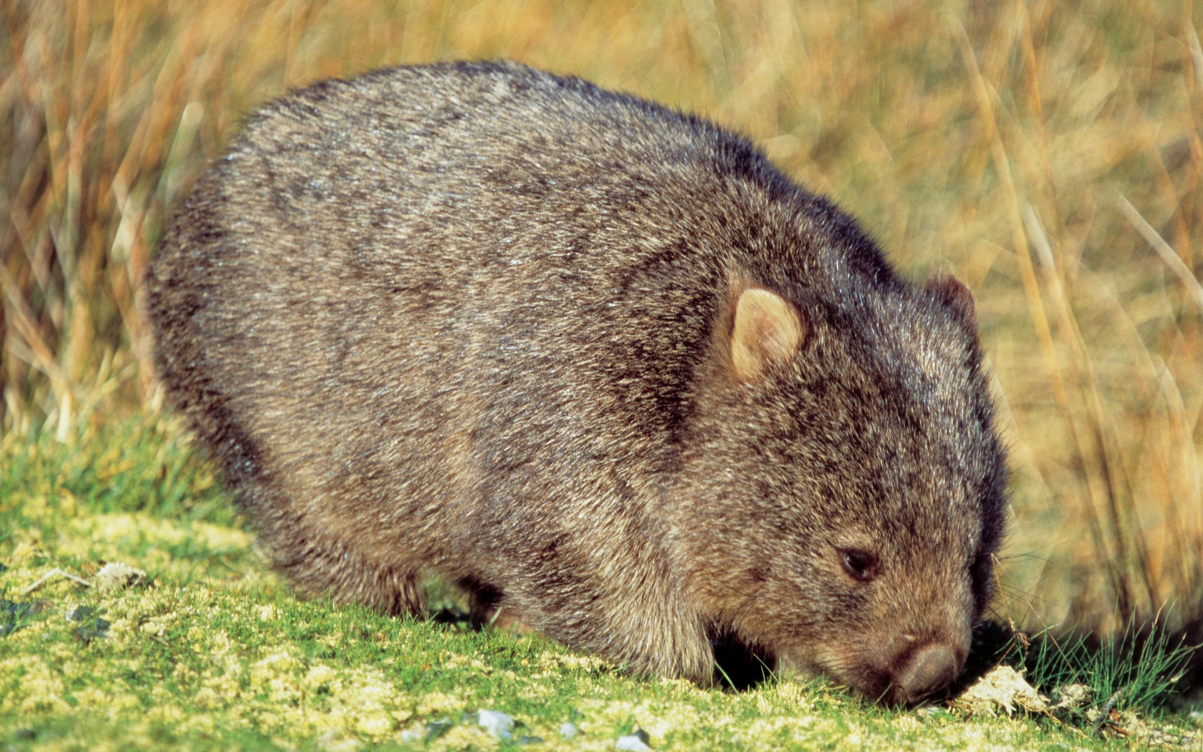 你的袋熊小可爱突然出现