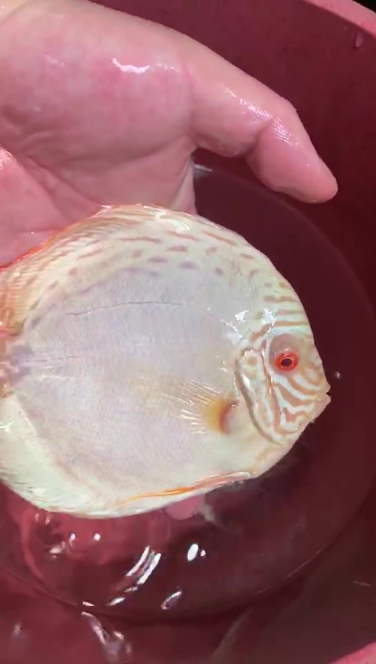 马来西亚终于开关了星期四到货白化白蝴蝶_哔哩哔哩_bilibili