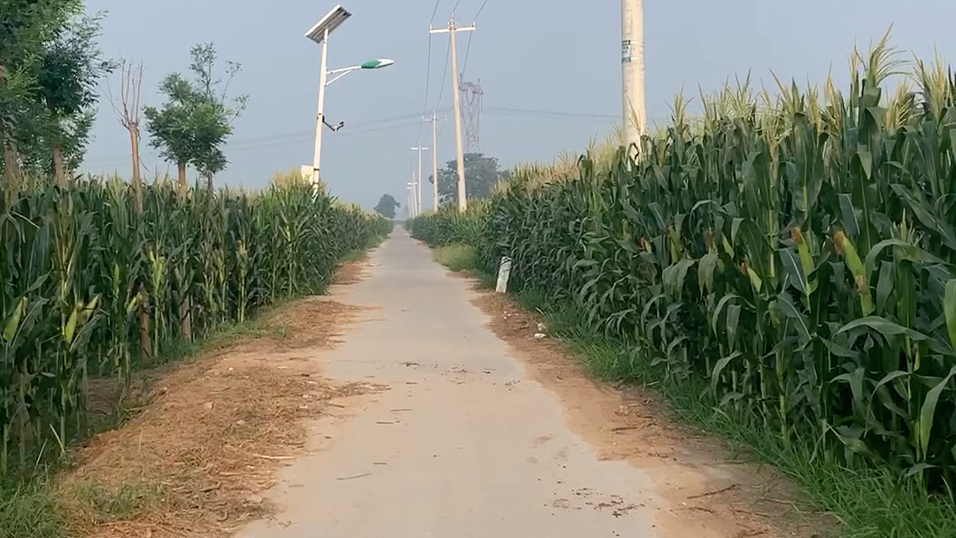 玉米地,水泥路,带着孩子转一转