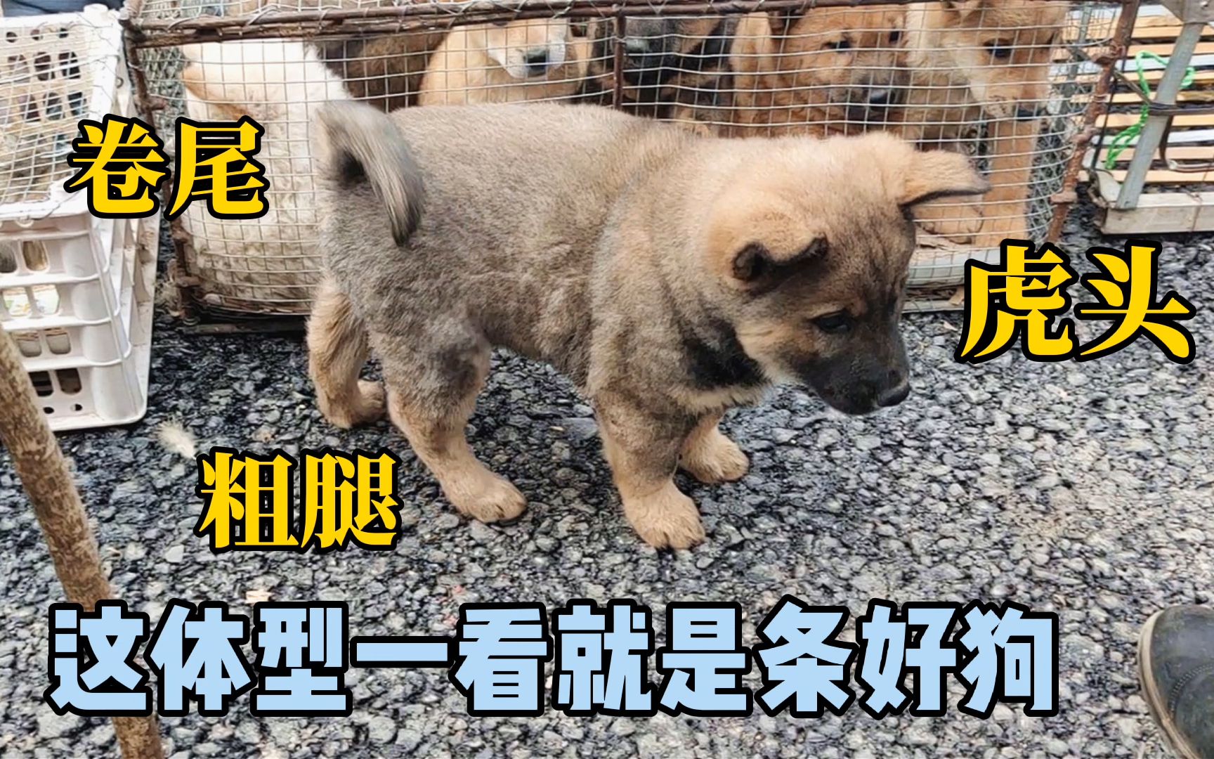 这只小灰狗真不错,虎头粗腿加卷尾,好几个人都看中了它