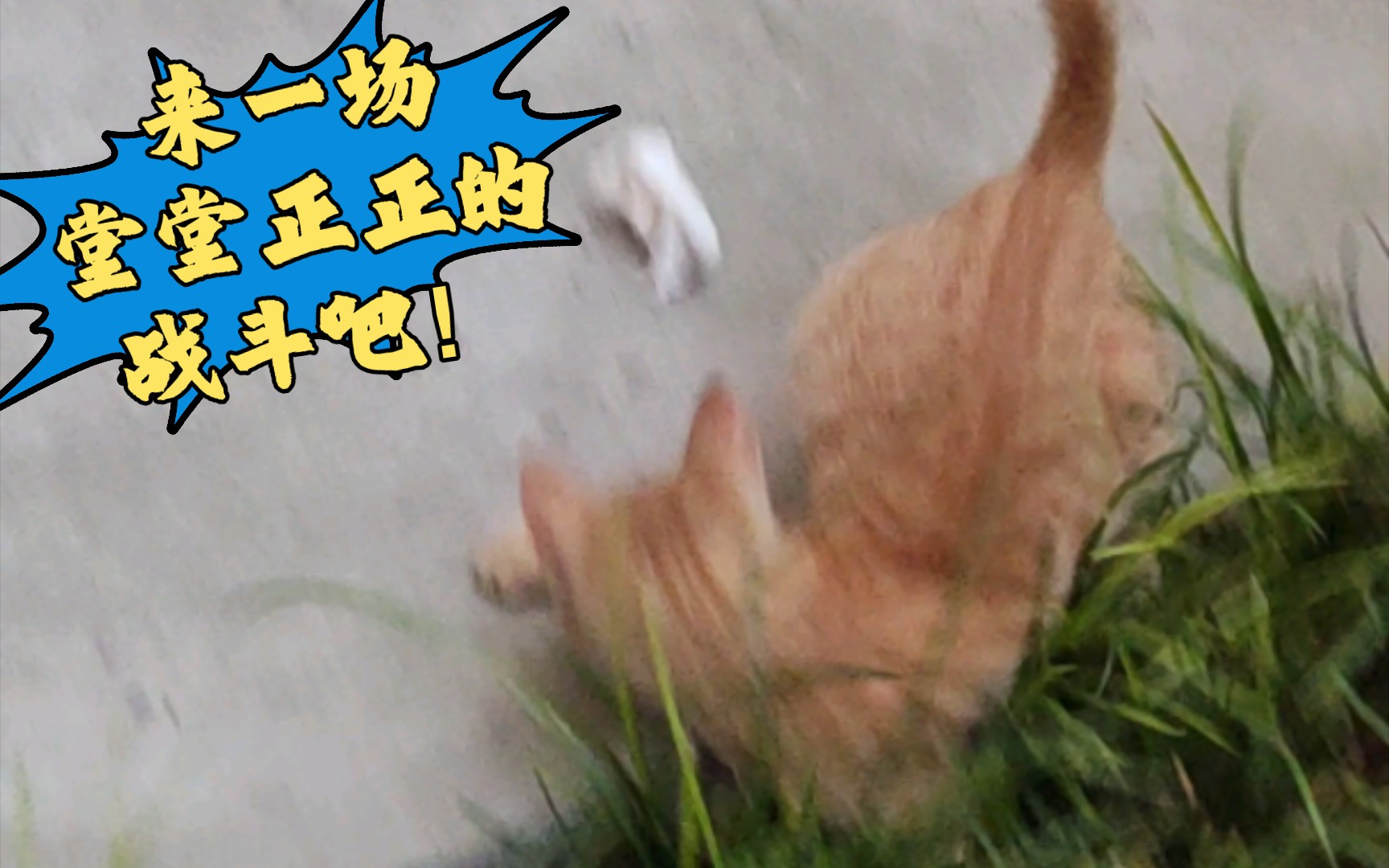 【小橘猫】卫生纸团身手了得,与猫大战三百回合哔哩哔哩bilibili