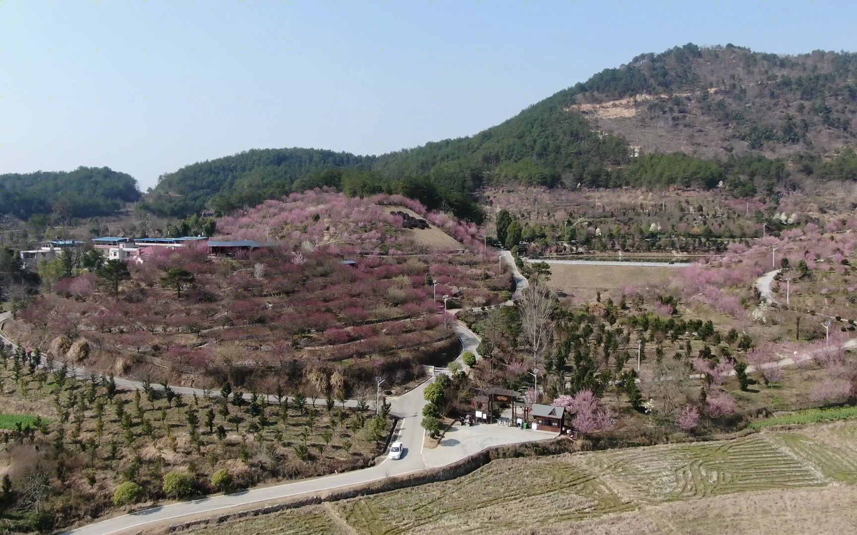 罗田美不美,你说了算,这里是燕儿谷梅花岭