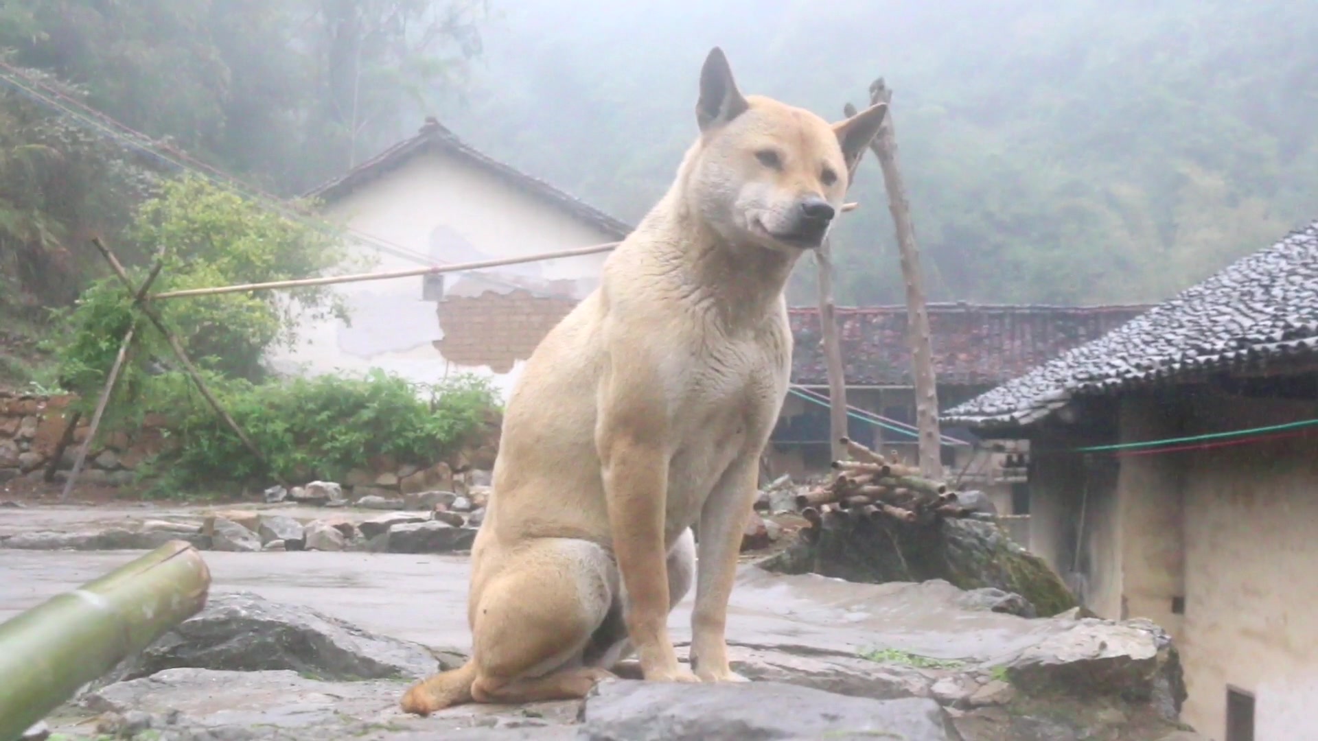 [图]中华田园犬，下雨天坐在门口等主人回家，雨越来越大它也不愿进家