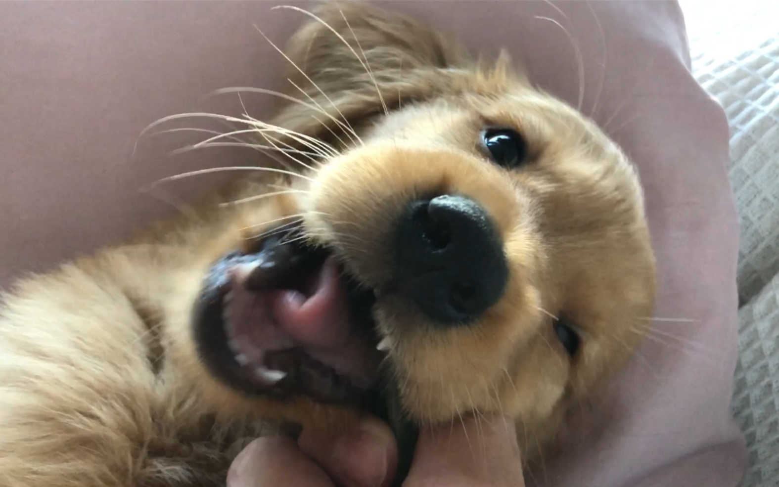 小金毛吃零食太可爱了!