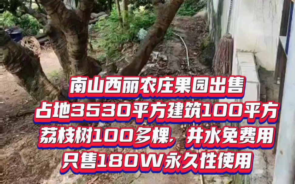 南山西丽农庄果园出售,占地面积5.3亩(3530平方),房屋、厨房、卫生间建筑面积100平方,有荔枝100多棵,有一个小鱼池,有井水长年免费用,永久性...