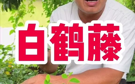 【植物科普】白背丝绸,这么美的植物,你那里有吗?哔哩哔哩bilibili