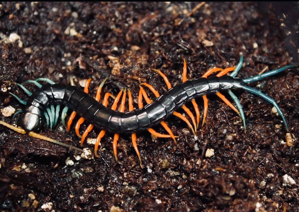 【蜈蚣进食】马来西亚三色珍宝蜈蚣 scolopendra sp
