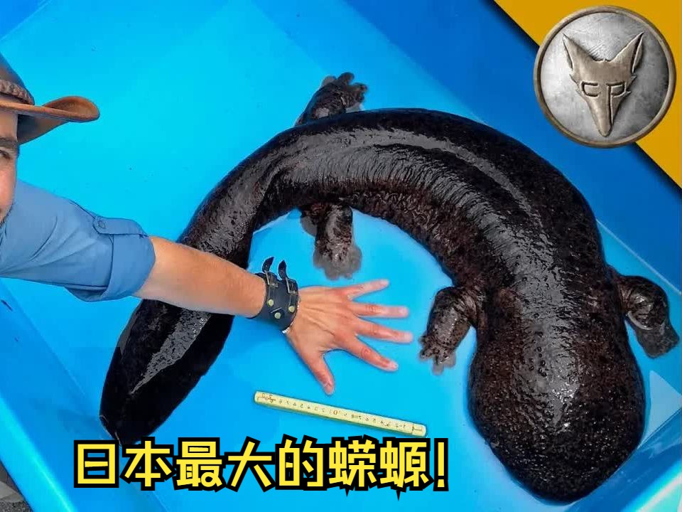 日本最大的蝾螈!