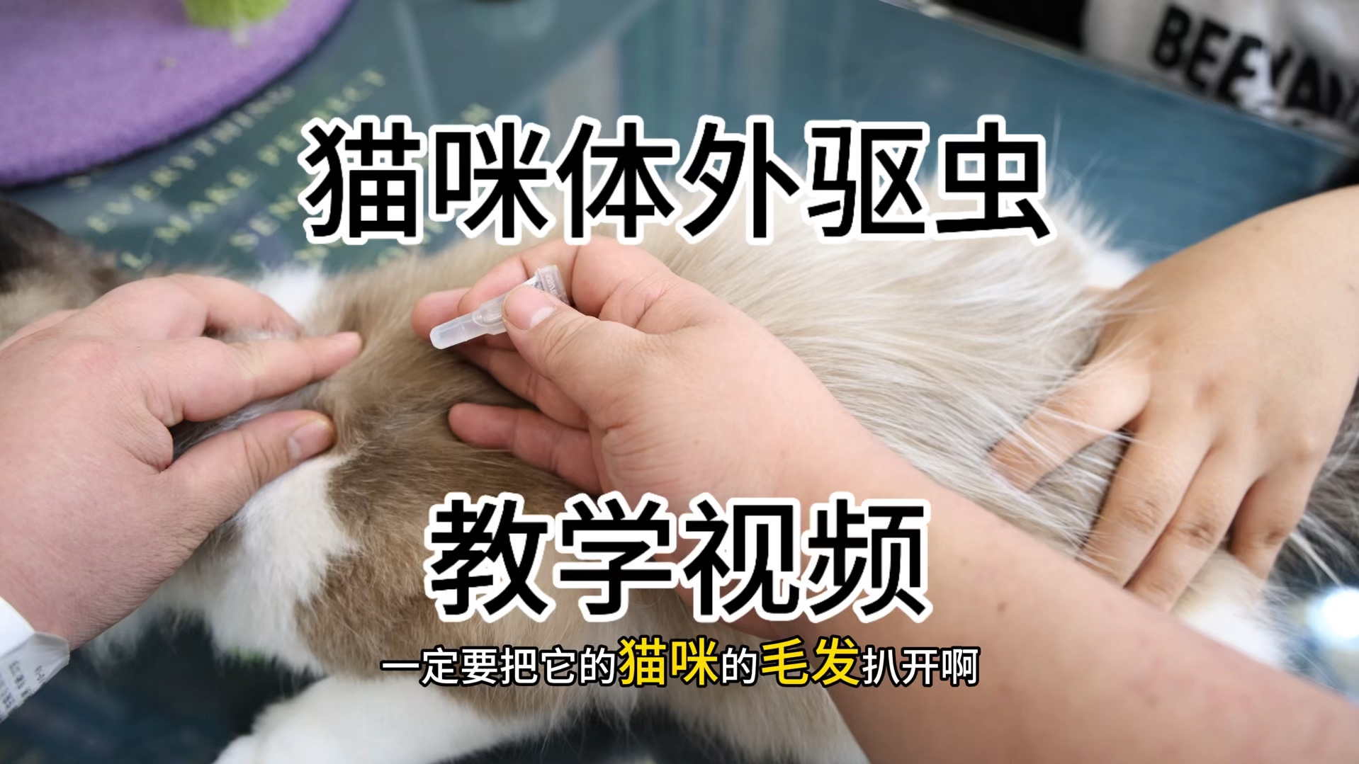 猫咪体外驱虫教学.欢迎大家观看.