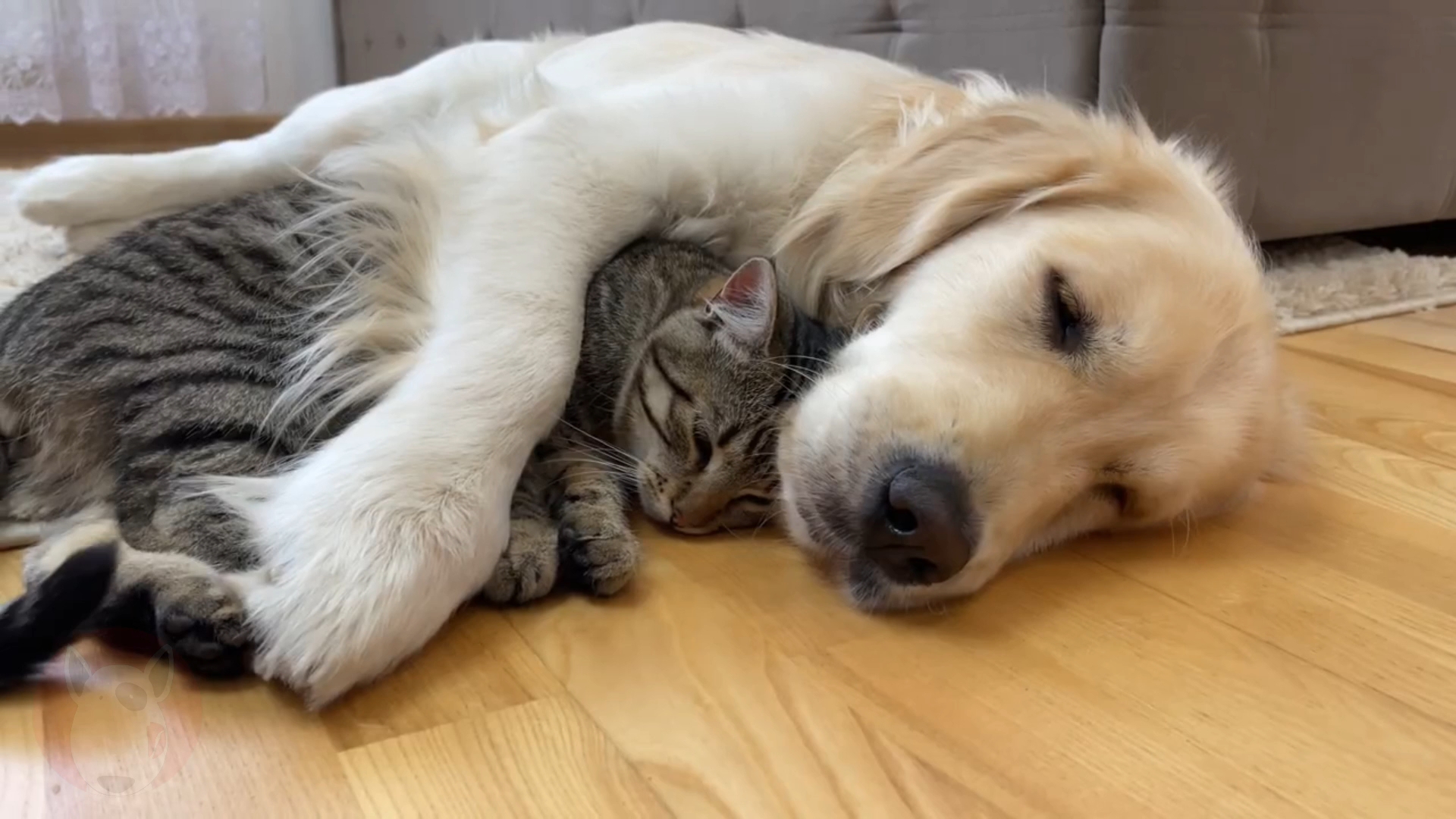 可爱的猫咪喜欢金毛!