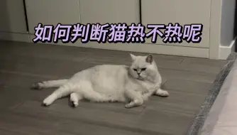 Download Video: 如何判断一只猫热不热！我很专业！