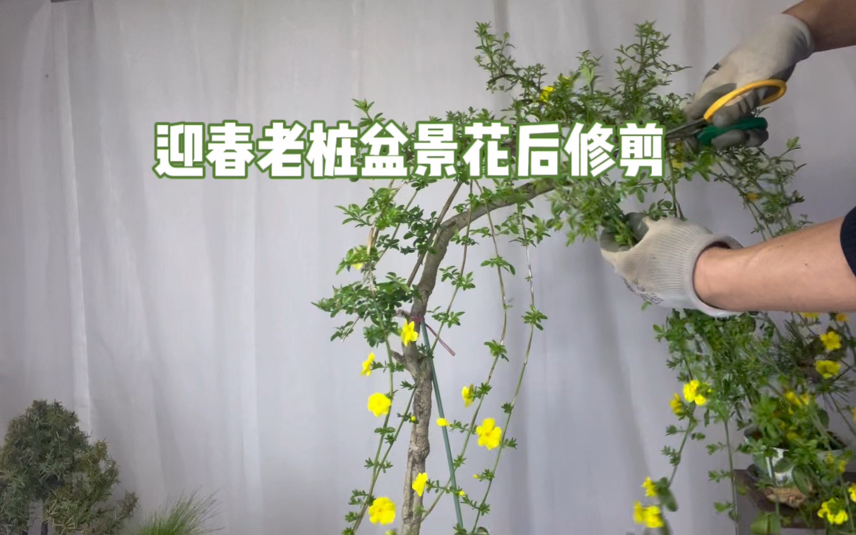 迎春花老桩盆景花后怎样修剪和施肥?简单实用!赶紧看看哔哩哔哩bilibili