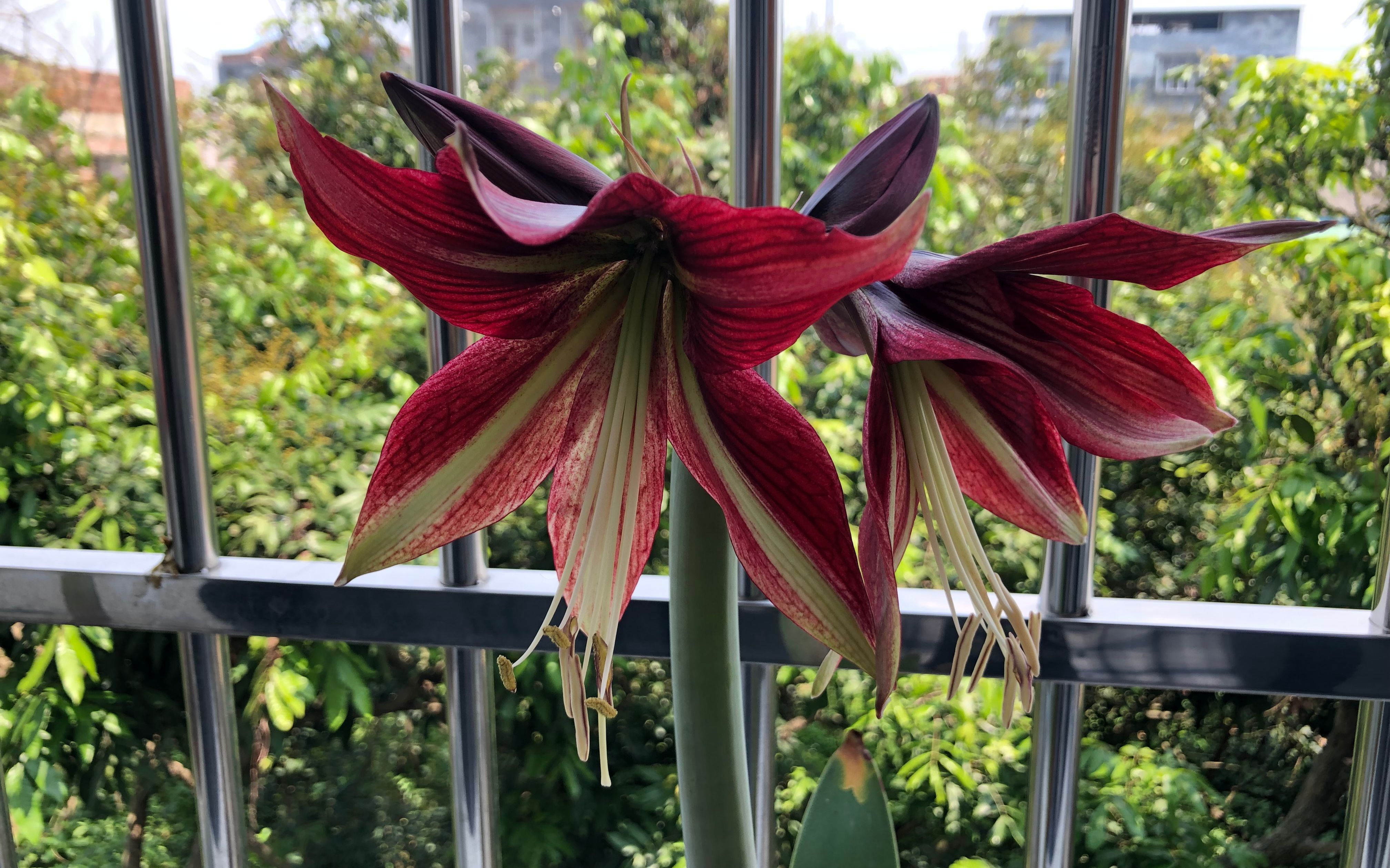 以色列朱顶红——红宝石之星_哔哩哔哩_bilibili