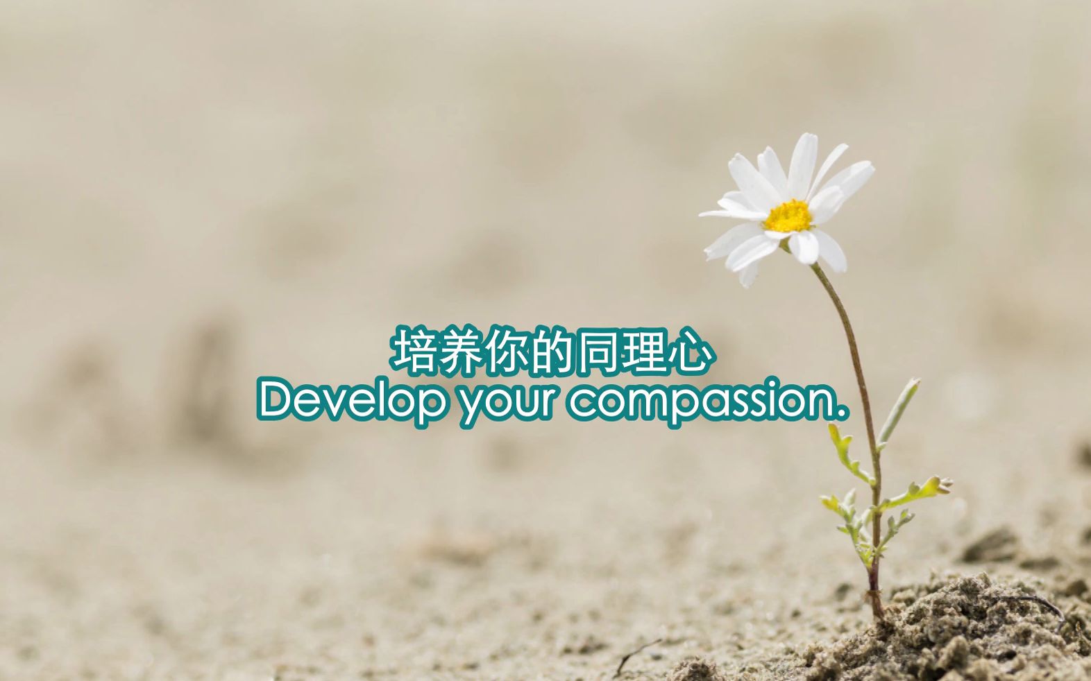 [中英字幕]英语美文5/100 develop your compassion(培养你的同情心)