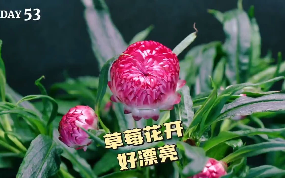 开了74天,终于见到了芳容哔哩哔哩bilibili