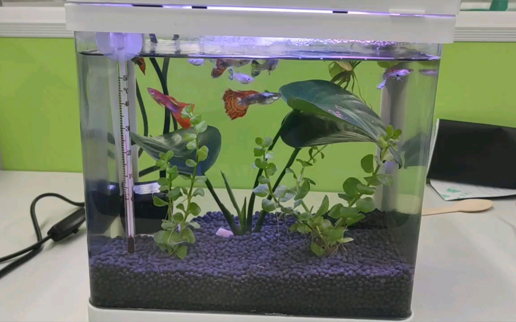 活动  三代同堂的孔雀鱼草缸