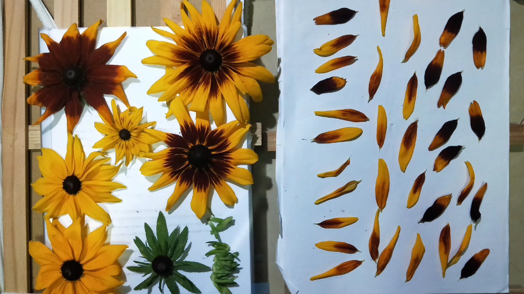 植物压制标本(滴胶封存)